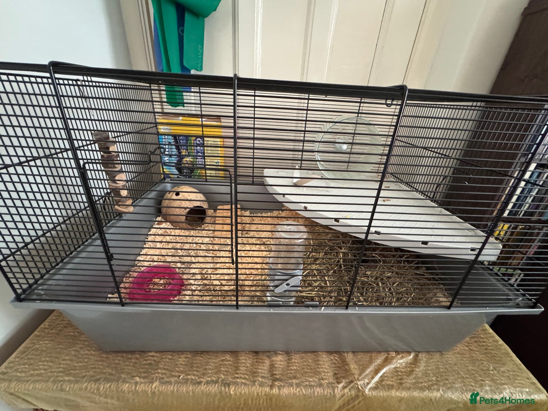 Gerbil rodents for sale: Duprasi (Fat Tailed) Gerbil - Rehome - Image 3