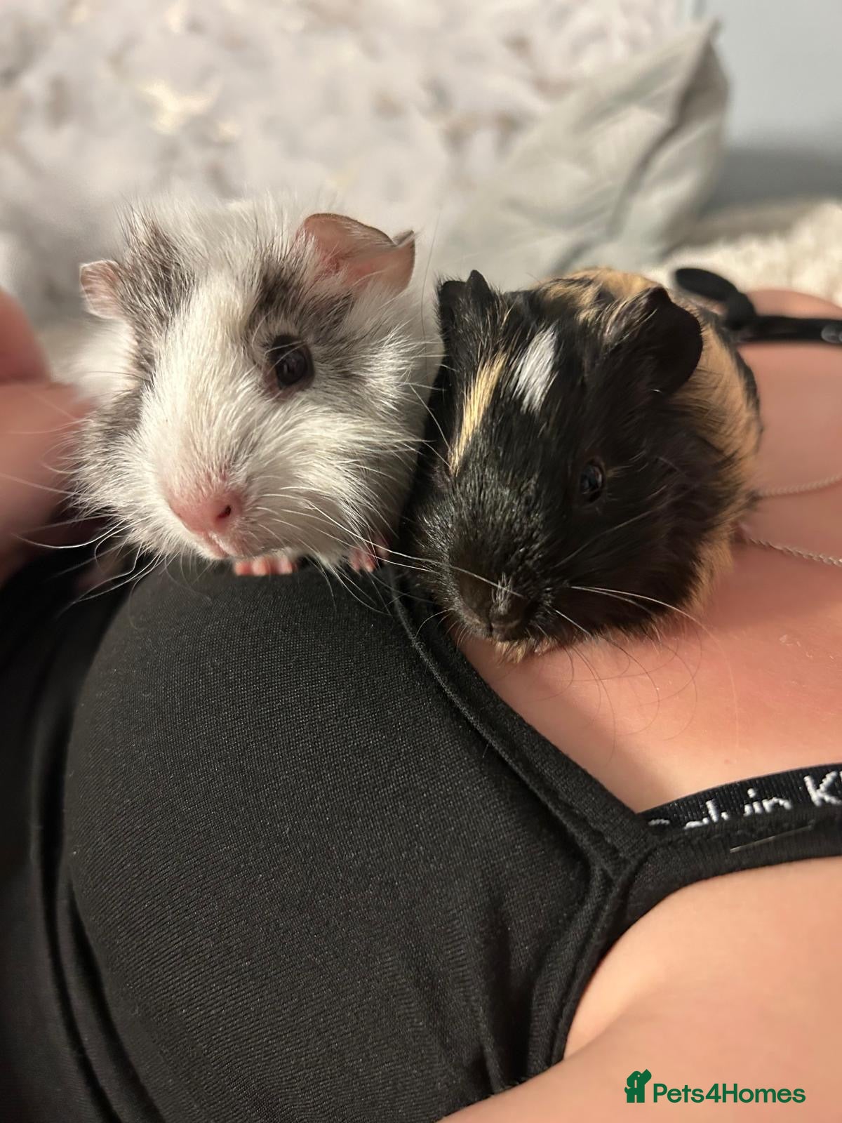 Guinea Pig rodents Mixed baby guinea pigs  - Advert 1