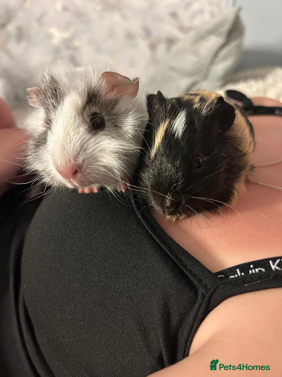 Guinea Pig rodents for sale: Mixed baby guinea pigs  in Shepton Mallet - Advert 1