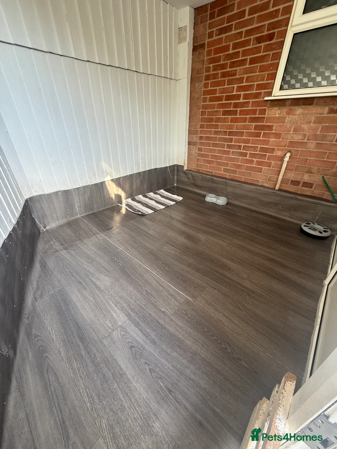 British Shorthair cats for stud: British Shorthair Fluffy Stud  in Colchester - Advert 9