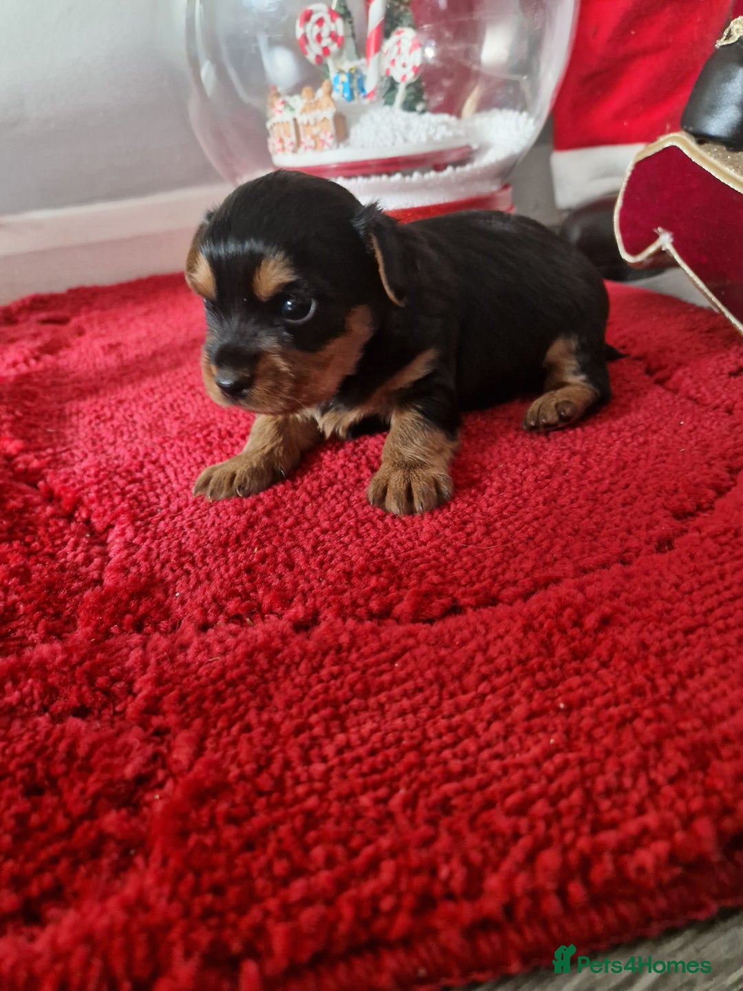 Yorkshire Terrier dogs for sale: Yorkshire terrier pure breads - Advert 5