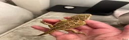 Bearded Dragon reptiles for sale: Beautiful female bearded dragon - Advert 10