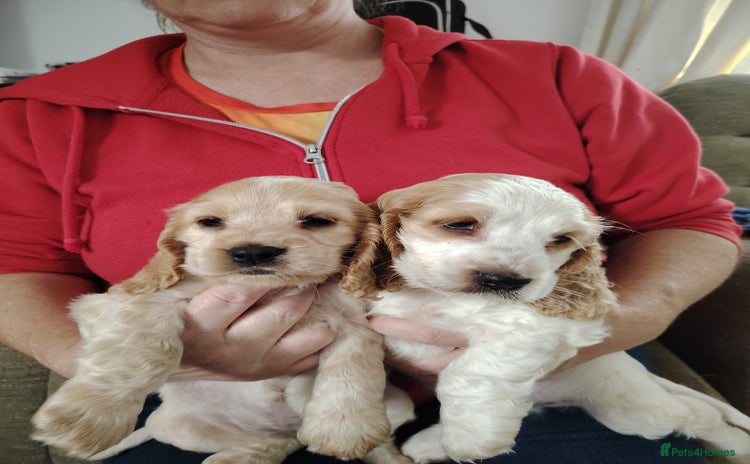 Cocker Spaniel dogs - Advert 3