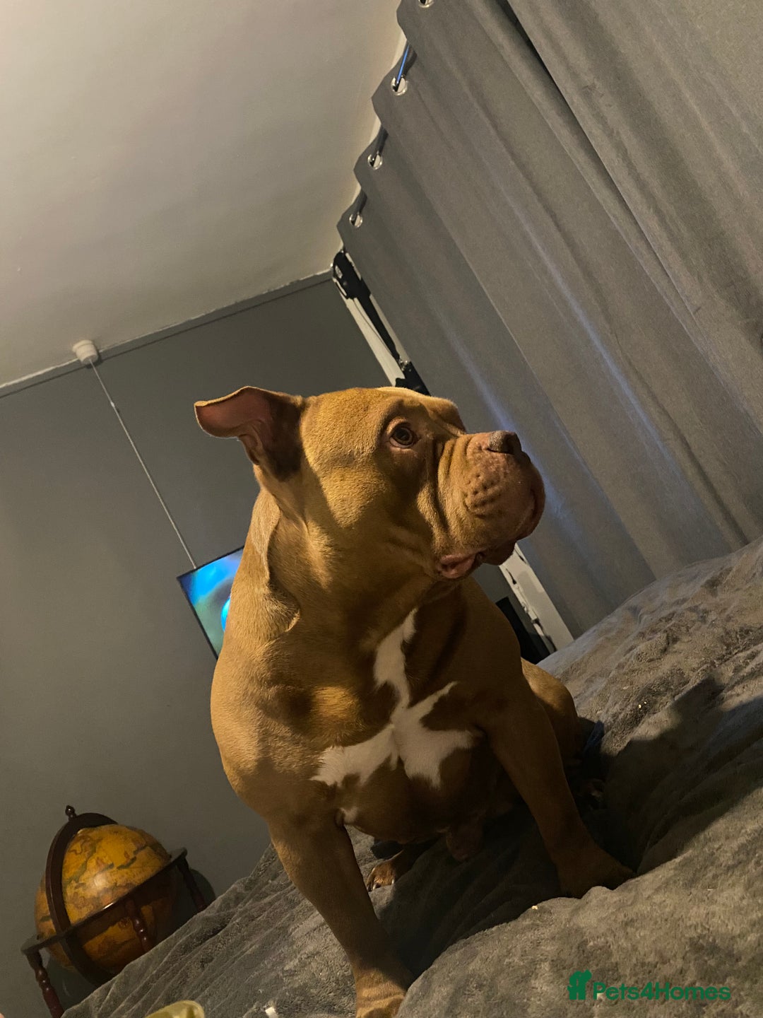 American Bully dogs for stud: Pocket bully for stud  - Advert 2