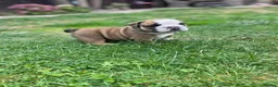 English Bulldog dogs for sale: Beautiful English Bulldog Puppies in Tywyn - Advert 6