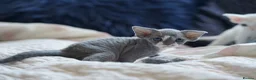 Devon Rex cats for sale: ❤️ Pure Line Devon Rex Kittens Available ❤️ - Advert 26