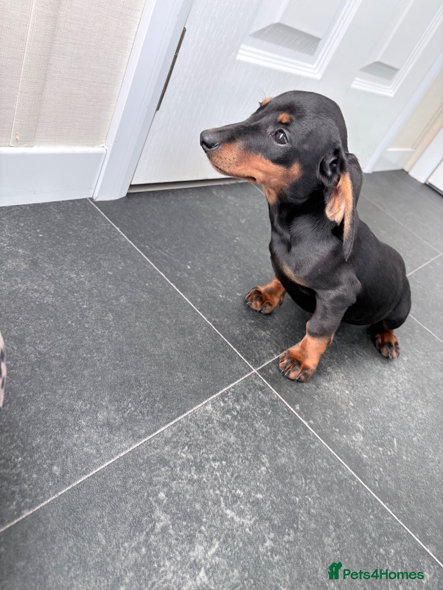 Miniature Dachshund dogs Last Beautiful girl - Advert 1