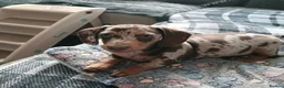 Miniature Dachshund dogs for sale: Cookie the loving 9 month old miniature dachshund  in Mexborough - Advert 6