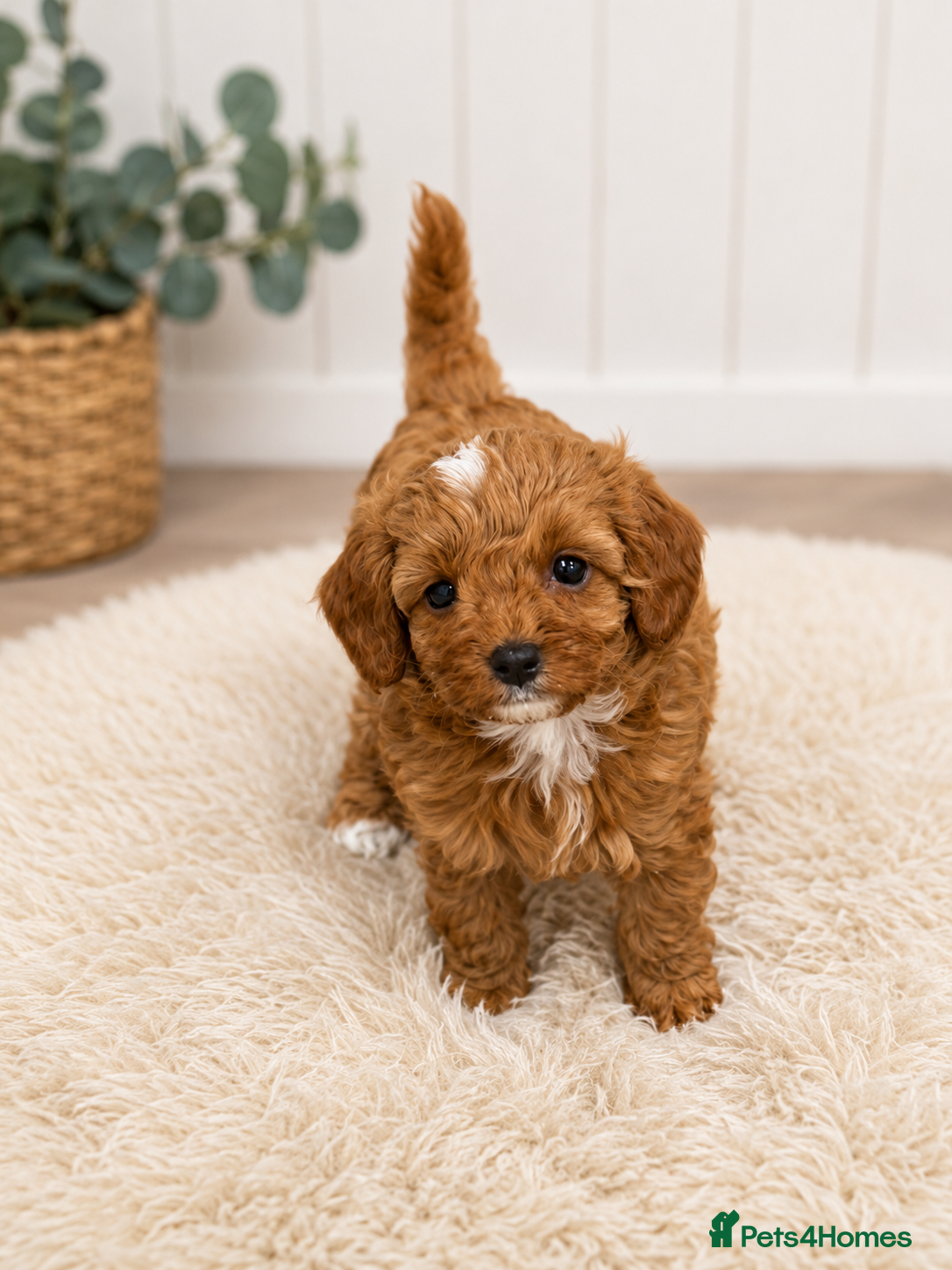 Cavapoo dogs extensively health tested toy cavapoo Girl puppy - Advert 15