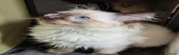 Ragdoll cats for sale: 🩵💖🩵READY FOR MY NEW HOME🥹🩵💖🩵  - Advert 31