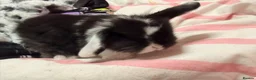 Mini Lop rabbits for sale: Pure bred mini lops in Glasgow - Advert 1