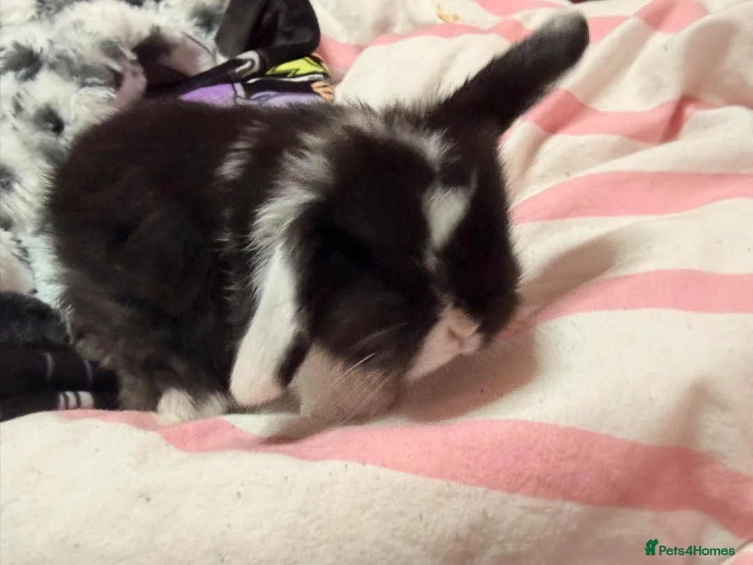 Mini Lop rabbits for sale: Pure bred mini lops in Glasgow - Advert 1