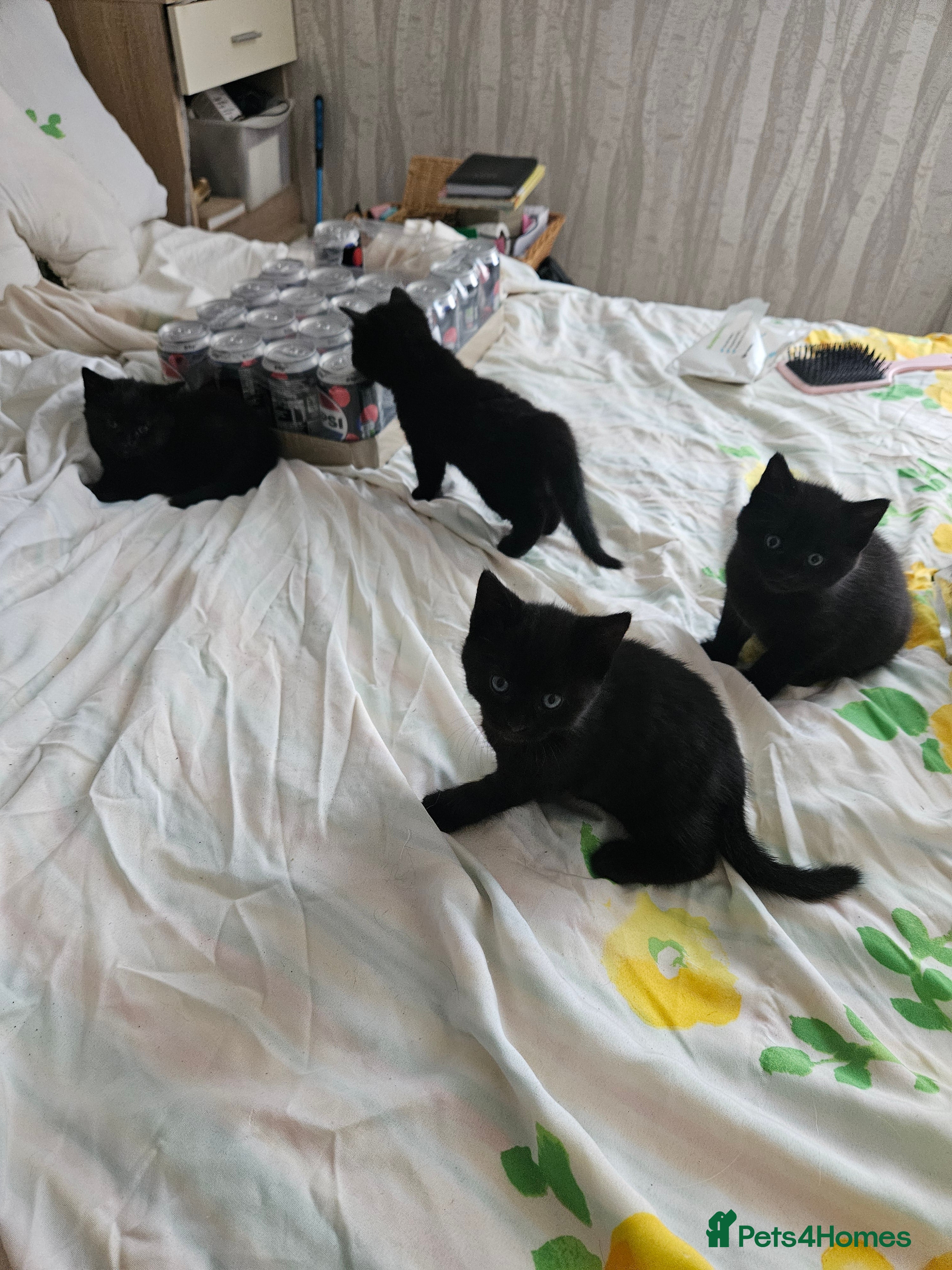 Mixed Breed cats Black kittens  in Wallasey - Advert 19