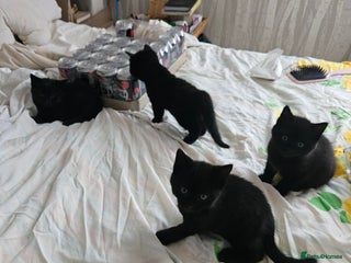 Mixed Breed cats in Wallasey - Advert 24