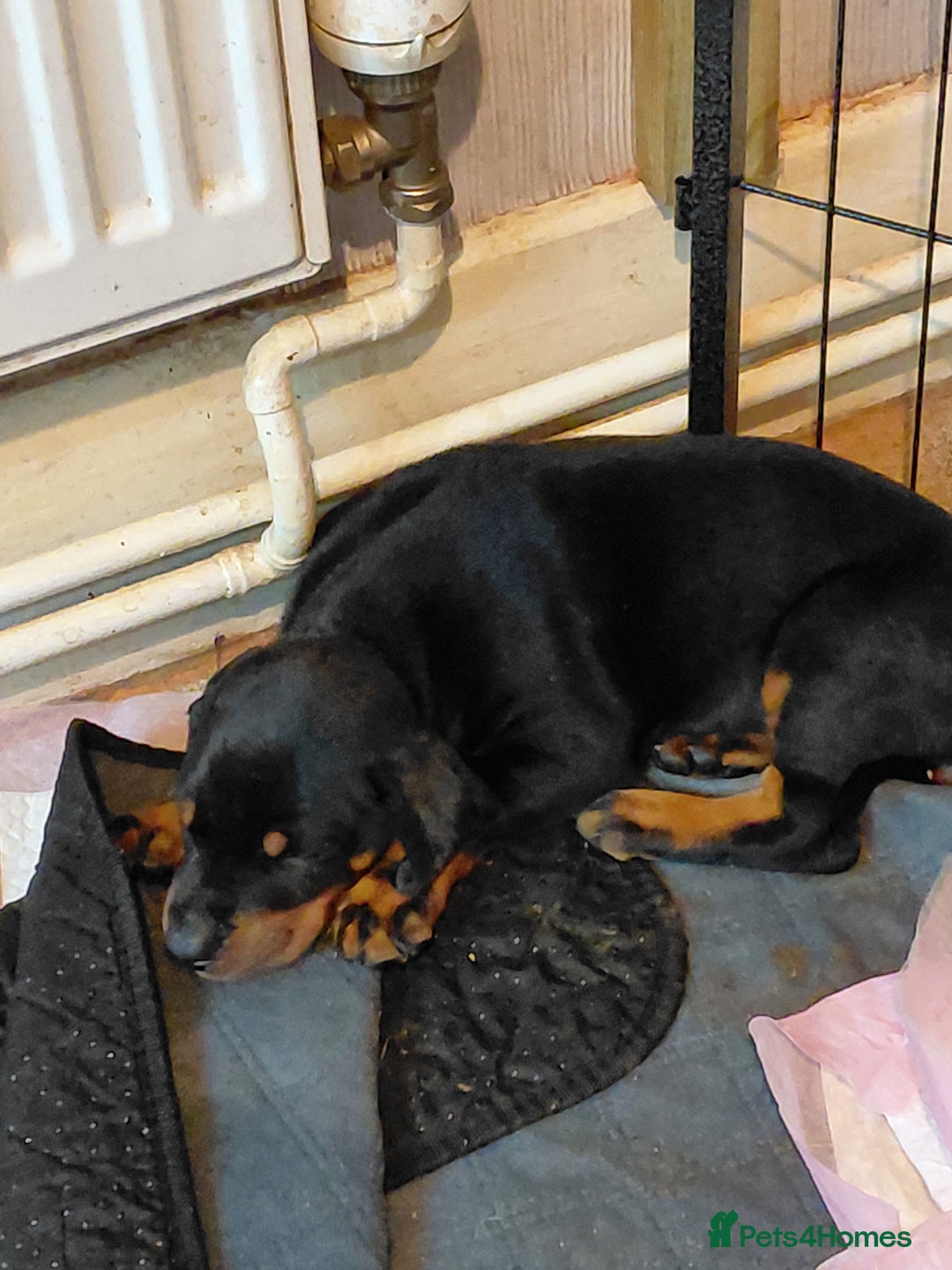 Dobermann dogs for sale: Doberman puppies looking for their forever home - Advert 11