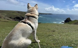 German Shepherd dogs for stud: Nika the shepsky for stud - Image 13