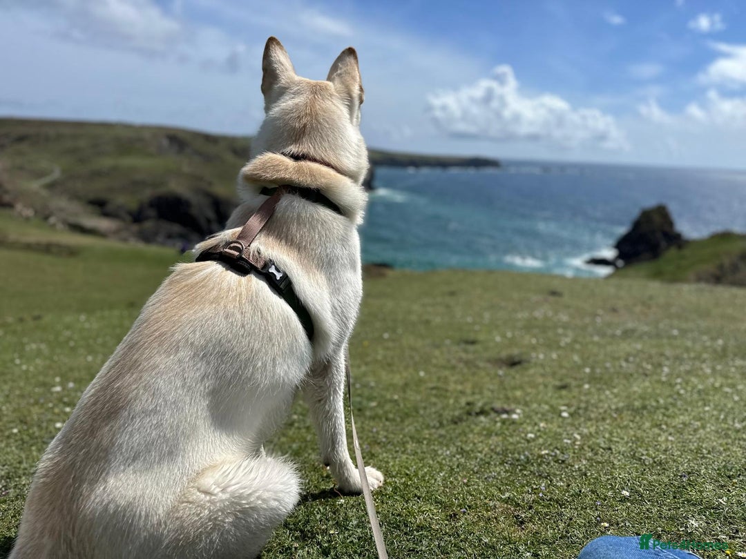 German Shepherd dogs for stud: Nika the shepsky for stud - Image 13