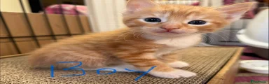 Maine Coon boy blue