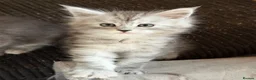 Maine Coon cats for sale: Beautiful black smoke & silver shaded Maine coons  - Advert 11