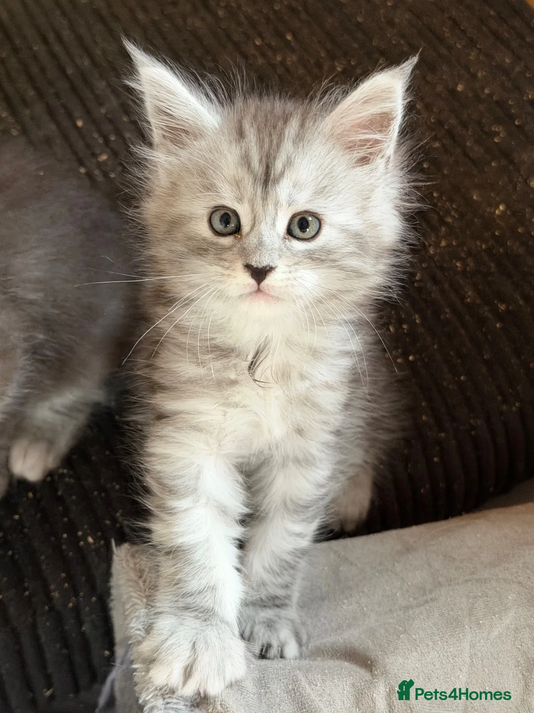 Maine Coon cats for sale: Beautiful black smoke & silver shaded Maine coons  - Advert 11