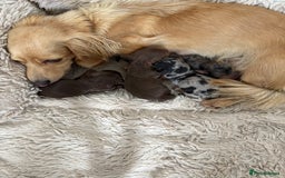 Miniature Dachshund dogs for sale: Long haired mini male dachshunds pups KC reg  - Image 19