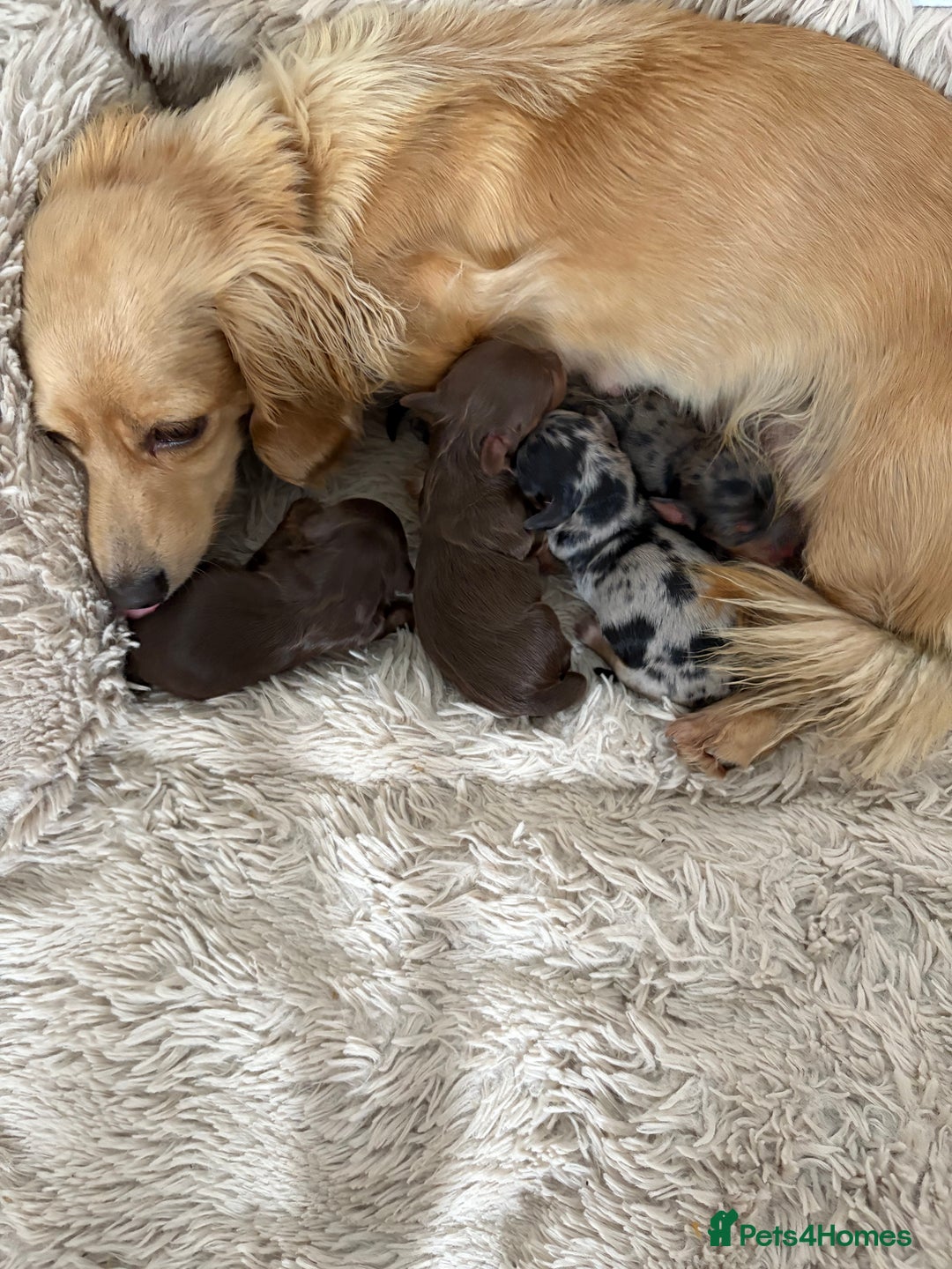 Miniature Dachshund dogs for sale: Long haired mini male dachshunds pups KC reg  - Image 19
