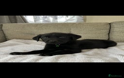 Labrador Retriever dogs for sale: Labador puppies  - Image 4