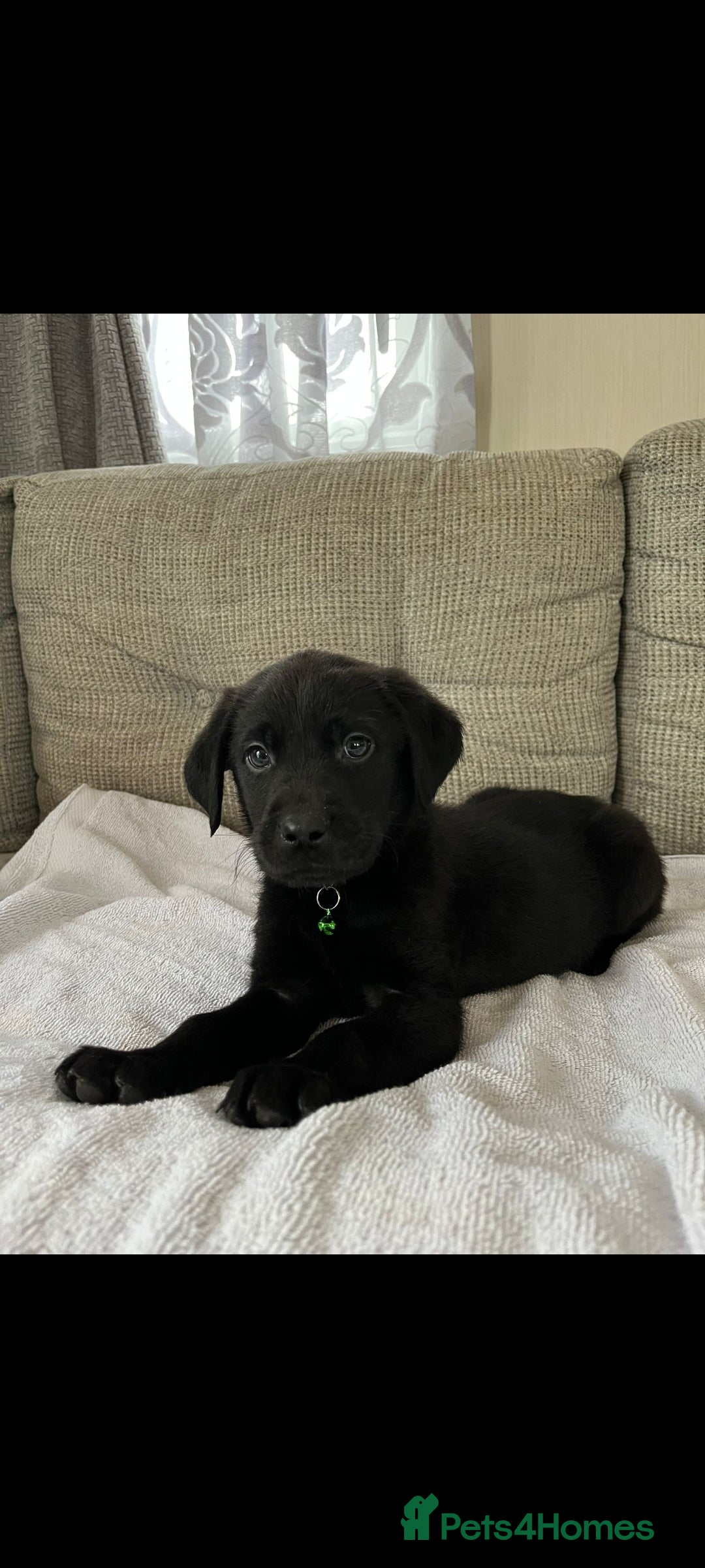 Labrador Retriever dogs for sale: Labador puppies  - Image 4