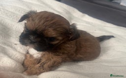 Shih Tzu dogs for sale: Cream and chocolate imperial shih tzu pups - Image 26