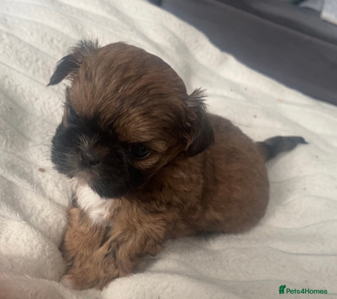 Shih Tzu dogs for sale: Cream and chocolate imperial shih tzu pups - Image 26