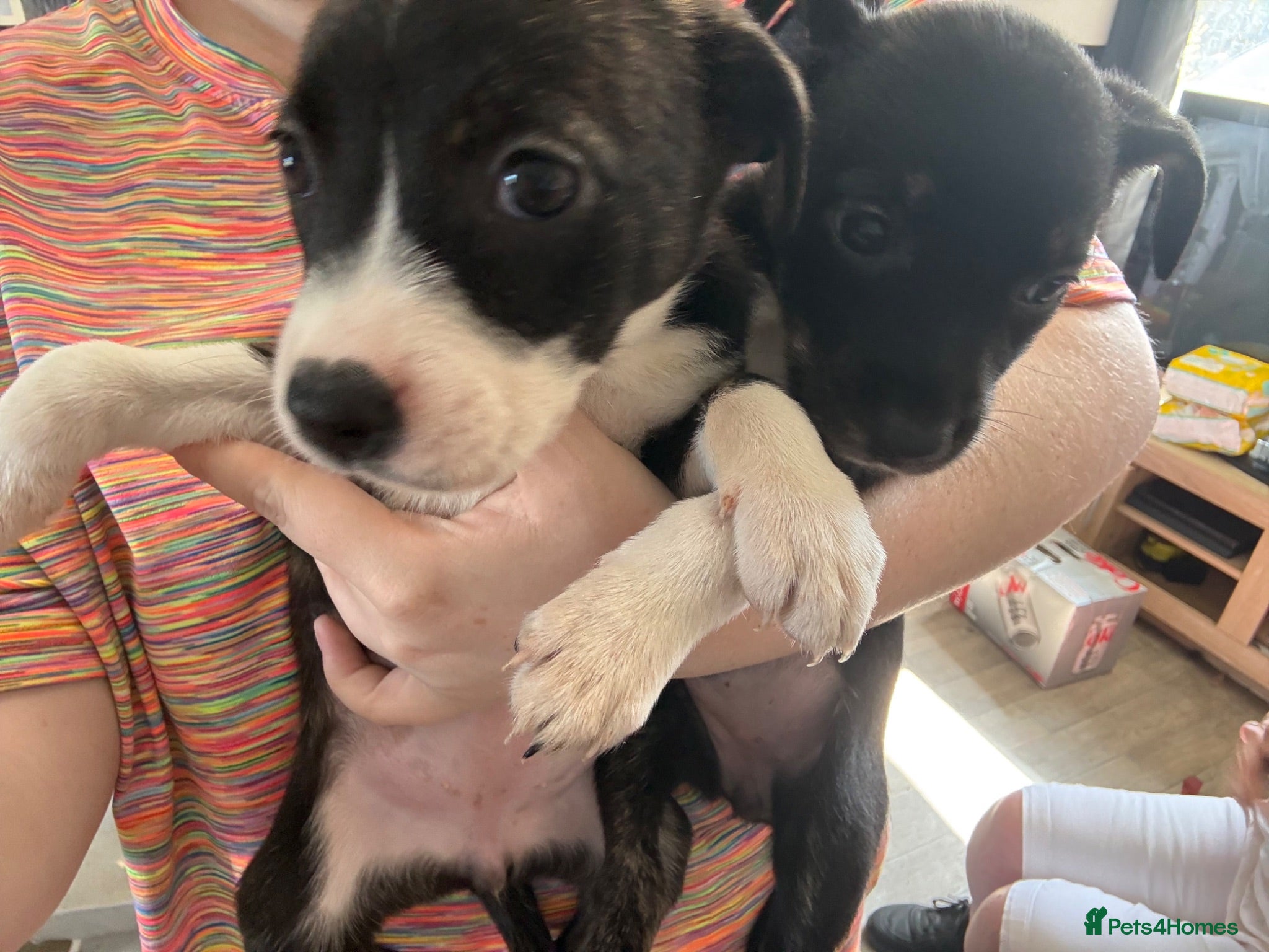 Mixed Breed dogs Staffie Cross Border Collie Pups - Advert 1