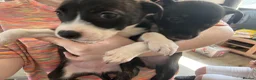 Mixed Breed dogs for sale: Staffie Cross Border Collie Pups - Advert 1