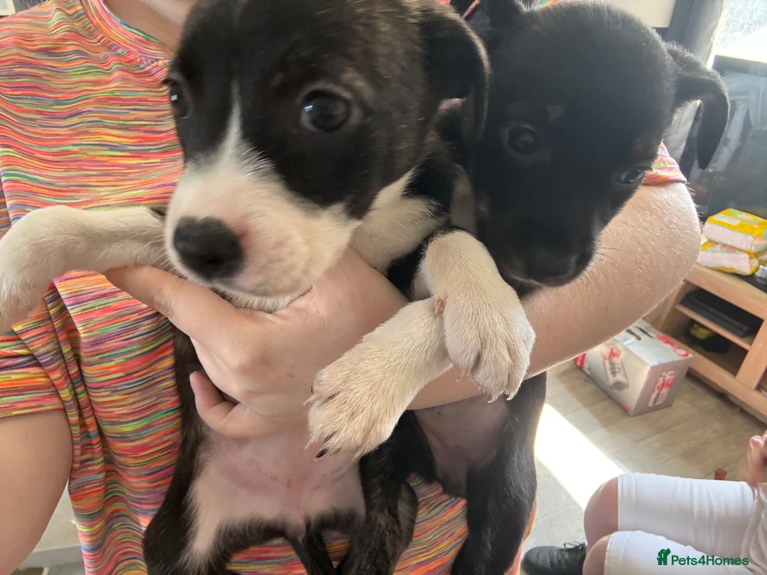 Mixed Breed dogs for sale: Staffie Cross Border Collie Pups - Advert 1