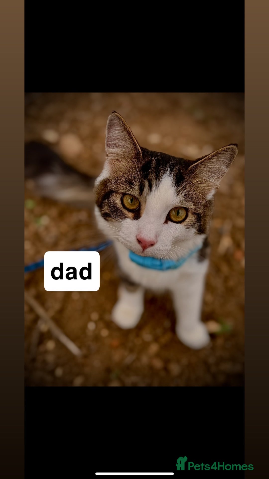 Mixed Breed cats for sale: Very social and friendly black and white kitten - Advert 6