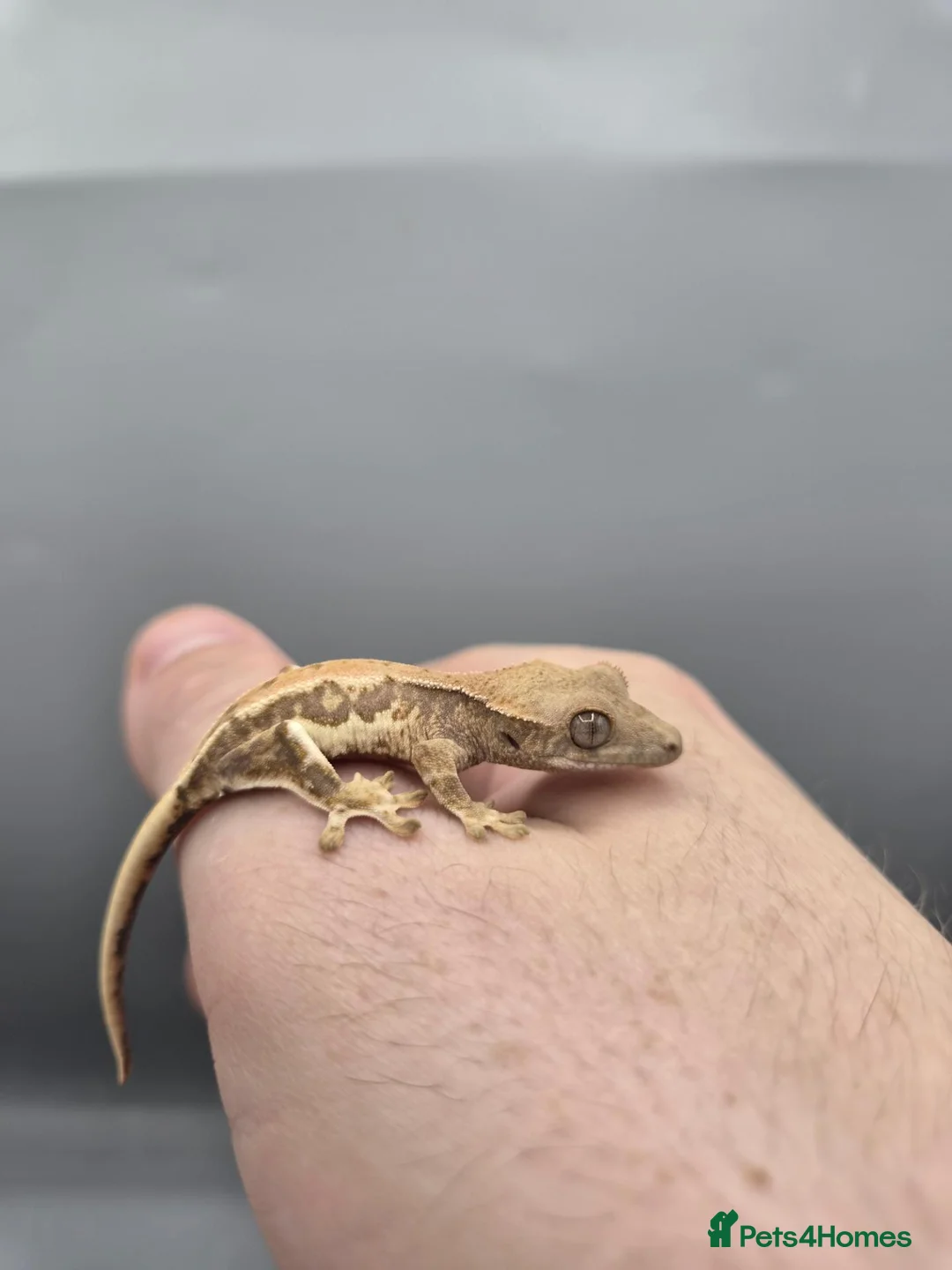 Gecko reptiles for sale: Partial pin/tri colour/lilly white Crested gecko  - Advert 2