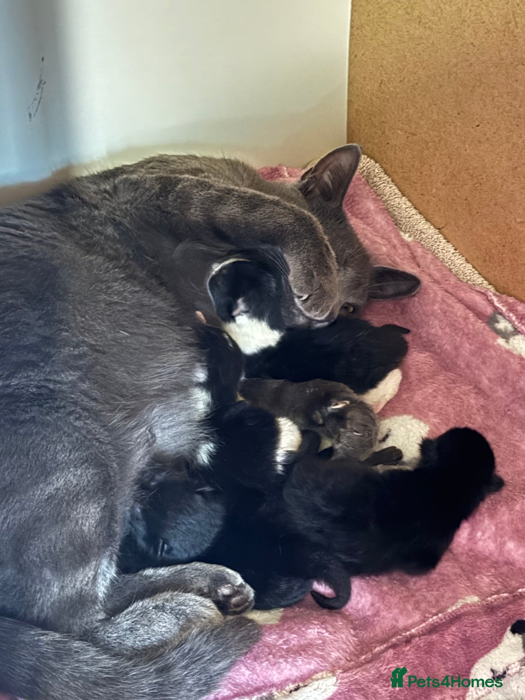 Mixed Breed cats for sale: Beautiful kittens ready now - Image 5