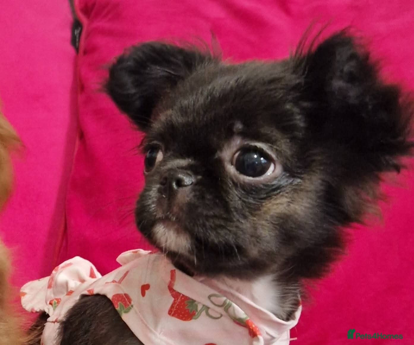 Chihuahua dogs Kennelclub licensed breeder, longhair chihuahua  - Advert 6