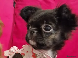 Chihuahua dogs Kennelclub licensed breeder, longhair chihuahua - Advert 6