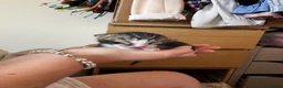 Bengal cats for sale: Bengal x Tabby kittens in Weymouth - Advert 14