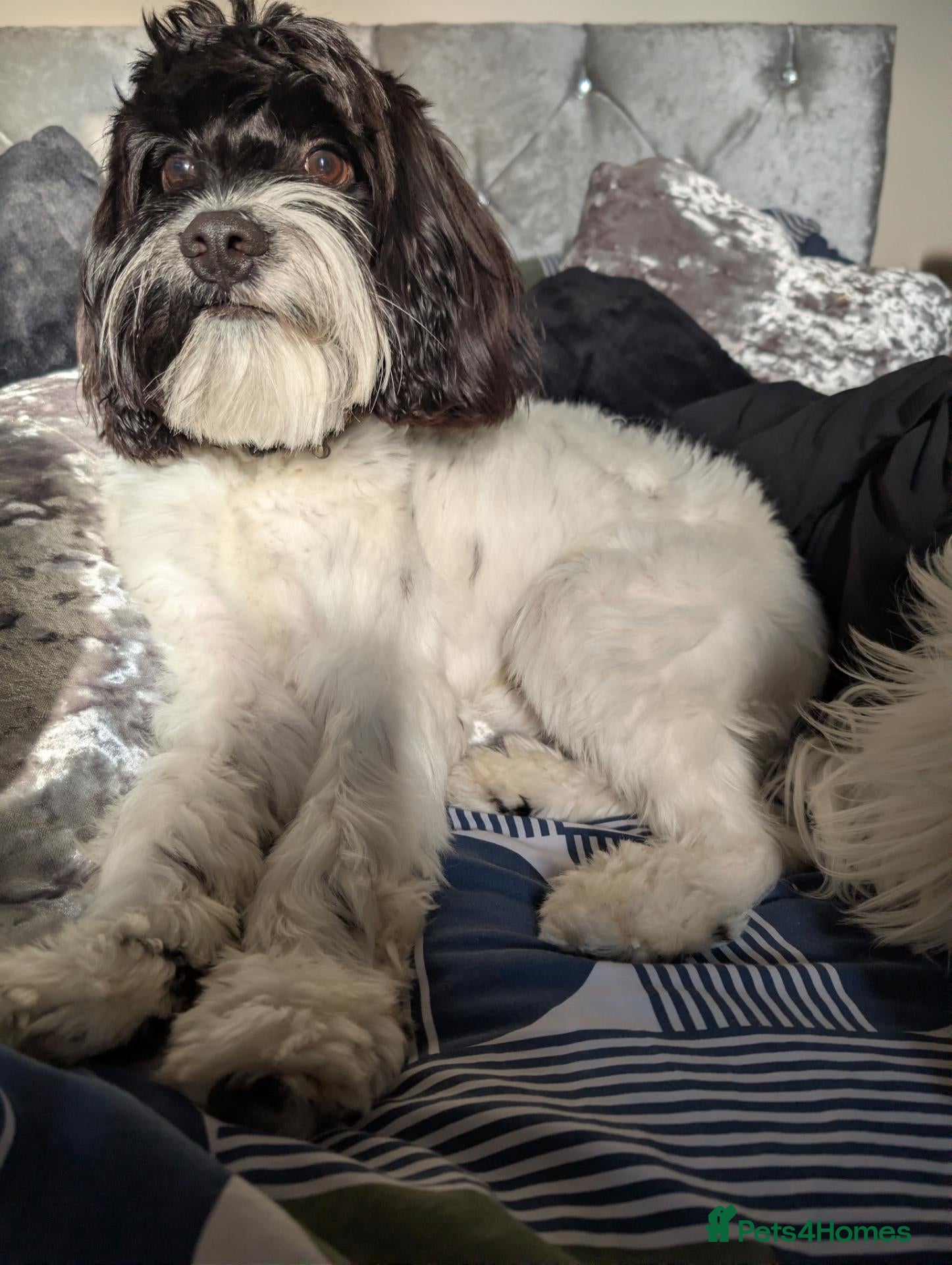 Mixed Breed dogs Cavapoo - Advert 1