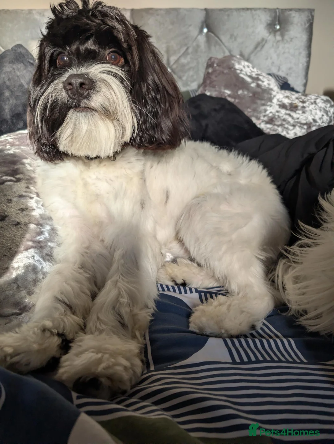 Mixed Breed dogs for stud: Cavapoo - Advert 1