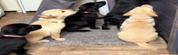 Labrador Retriever dogs for sale: Stunning Labrador puppies for sale - Advert 6