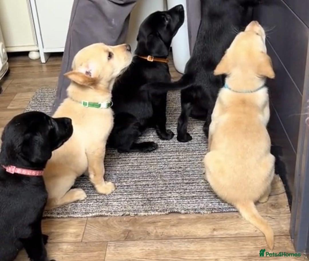 Labrador Retriever dogs for sale: Stunning Labrador puppies for sale - Advert 6