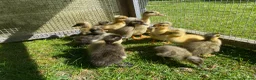 Ducks poultry for sale: Pure Indian Runner Ducklings + Fertile Eggs - Advert 4
