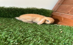 Mini Lop rabbits for sale: Mini lop babies  - Image 3