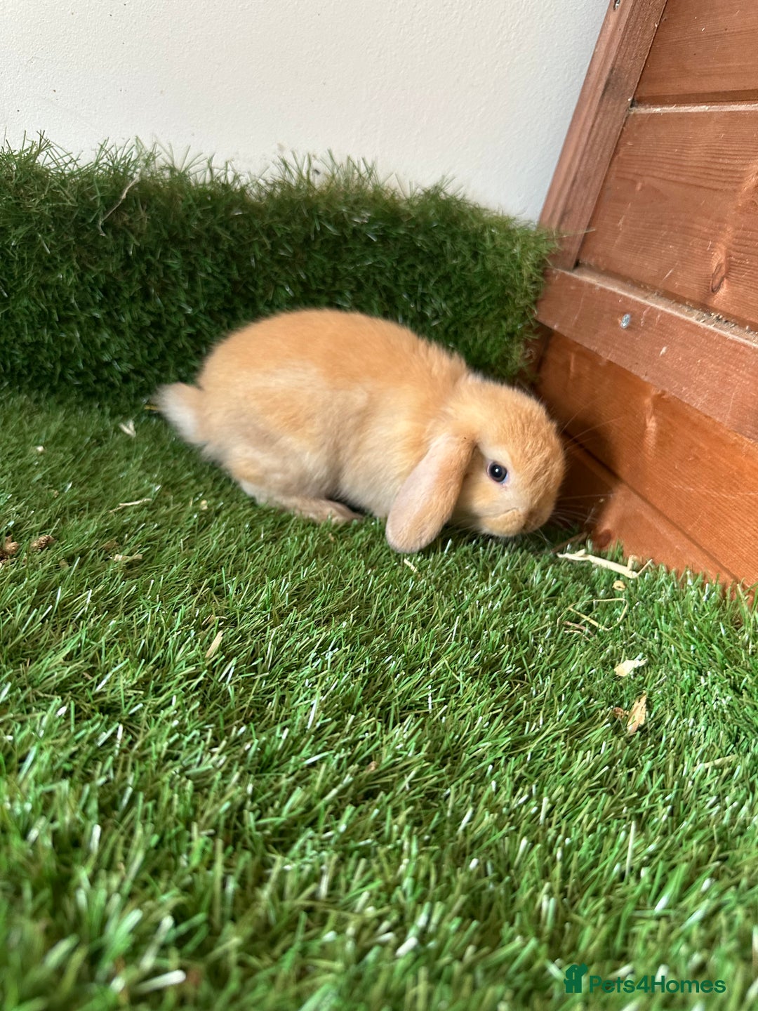 Mini Lop rabbits for sale: Mini lop babies  - Image 3