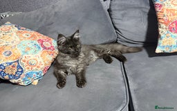Maine Coon cats for sale: Stunning tica Registered Maine Coon Male  - Image 3