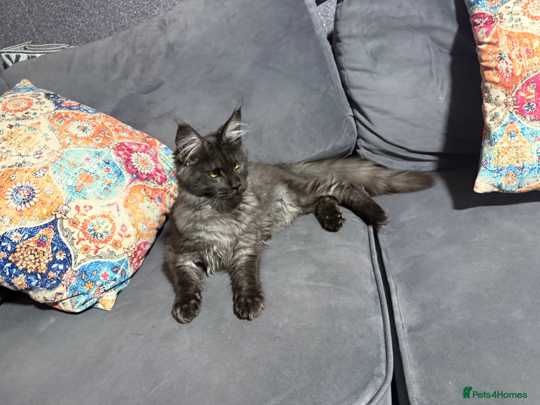 Maine Coon cats for sale: Stunning tica Registered Maine Coon Male  - Image 3