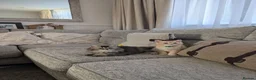 Scottish Fold cats for sale: ⭐ Ready Now Scottish straight kittens  ⭐ - Advert 4