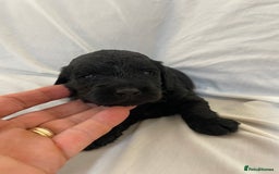 Sproodle dogs for sale: F1 Miniature Sproodles from Health Tested Parents. - Image 12